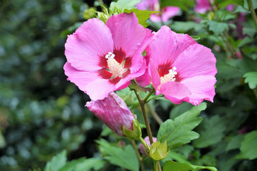 25 Dark Pink ROSE Of SHARON HIBISCUS Syriacus Flower Tree Bush Seeds